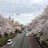 桜巡礼その一