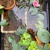 水草の花。