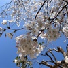新小学1年生桜といっしょにランドセル写真撮ったよ