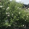 木槿