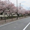 多摩川中央公園臨時駐車場付近の桜並木（東京都福生市）