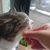 猫はキャットミントがお好き 北のねこ暮らし 猫はキャットミントがお好き 北のねこ暮らし