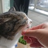 無印の猫草チャレンジと、キャットミントの今