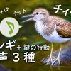 イソシギの鳴き声【野鳥図鑑・鳴き声図鑑】Actitis hypoleucos　Sandpiper