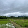 2022/05/31 火曜日　月末！野バラ