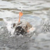 結構レア？！野鳥の水浴び10選