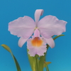 Cattleya schroederae`Rey'