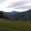 曇りと雨で少し寂しげな茶畑に