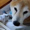 コバエコワイ