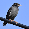 横浜・金井遊水池の鳥たち