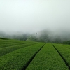 霧の朝と晴れの昼間