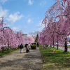 Part 1　もう少し福島への桜旅：日中線しだれ桜