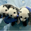 三胞胎的熊猫宝宝