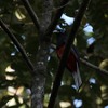 パナマハグロキヌバネドリ(Baird&amp;#039;s Trogon)