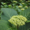三週連続の曇り空、紫陽花は成長中～しかし５割打者も空振りかい！