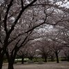 桜の森(木場公園BBQ広場)