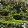 苔の探索 ： 岩の苔