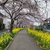 3月27日日曜日は花見ラン