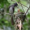 JR福知山線）有馬富士公園。サンコウチョウ（餌やり）、オオルリ、キビタキ、ヒバリ、ソウシチョウ（虫）、ホオジロ、キセキレイ、ハクセキレイ、シジュウカラ。
