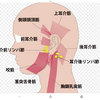 耳👂引っ張りで寝付き良くなる理由