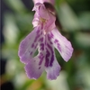 Amitostigma lepidum 'Leopard blotch'