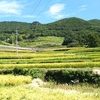 日本棚田百選の小豆島中山の千枚田 これから稲刈りです（笑み）
