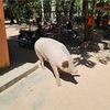 カンボジアとタイで出会った動物たち…本当に可愛い動物がいっぱい
