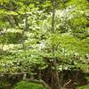 2022年5月25日(水)　新緑の渓谷と鋭い岩峰を行く、[鈴鹿]鎌ヶ岳・三ツ口谷ルート!!