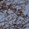 2022年3月21日（月）春分の日　桜開花