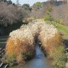 武蔵野公園_紅葉（東京都小金井市・府中市）