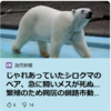 【全国的に頻発するクマ被害について……2／28－3／4　釧路の人気ホッキョクグマ「ミルク」死ぬ　繁殖で同居のオスとけんか】＃360