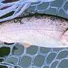 なごみの湖釣行　今更ですがGWの釣り…