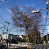 2023/02/23　万年橋のケヤキ（道標・万年橋・石塔）