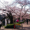 千鳥ヶ淵近辺の桜