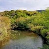 開花が早すぎた今年、現在の桜の様子は