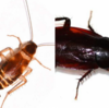 Tips on How to Eradicate Cockroaches