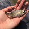 埼玉でヤリタナゴ！！！