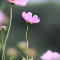 鼻高展望花の丘・１０月３日開花状況【コスモス祭り２０２５年】