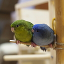 インコときどき魚類