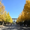 ⛩靖国神社　イチョウ並木の紅葉🍂