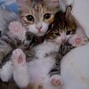 可愛い猫の親子画像20選！【猫画像まとめ】