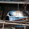 寒さをしのぐ野良猫