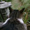キジ猫、AIの旅。