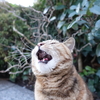3月前半の #ねこ #cat #猫 その1