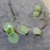 Bacopa rotundifolia　ウキアゼナ