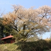 飯田の山桜・・