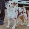 AUSTRALIAN SHEPHERD