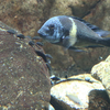 2022/3/31　トロフェウス・ドゥボイシ生まれました