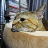 8月前半の #ねこ #cat #猫 どらやきちゃんB