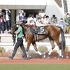 【ラキエータ】気になる鞍上は…？